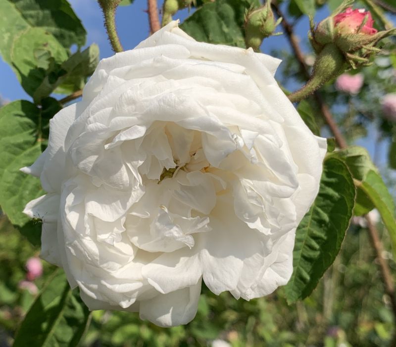 Rosa-Hybride 'Vierge de Clery'
