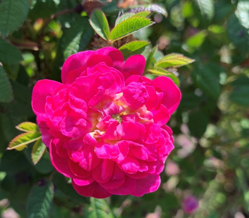 Rosa centifolia 'Parvifolia'