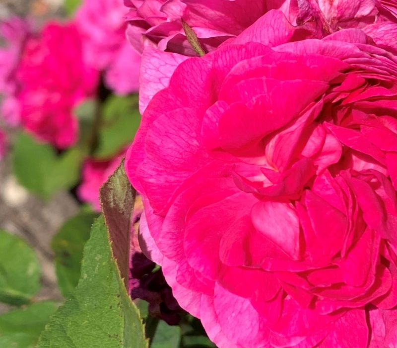 Rosa-Hybride 'Rose du Roi'