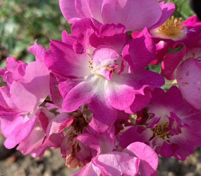 Rosa-Hybride 'Hermann Schmidt'
