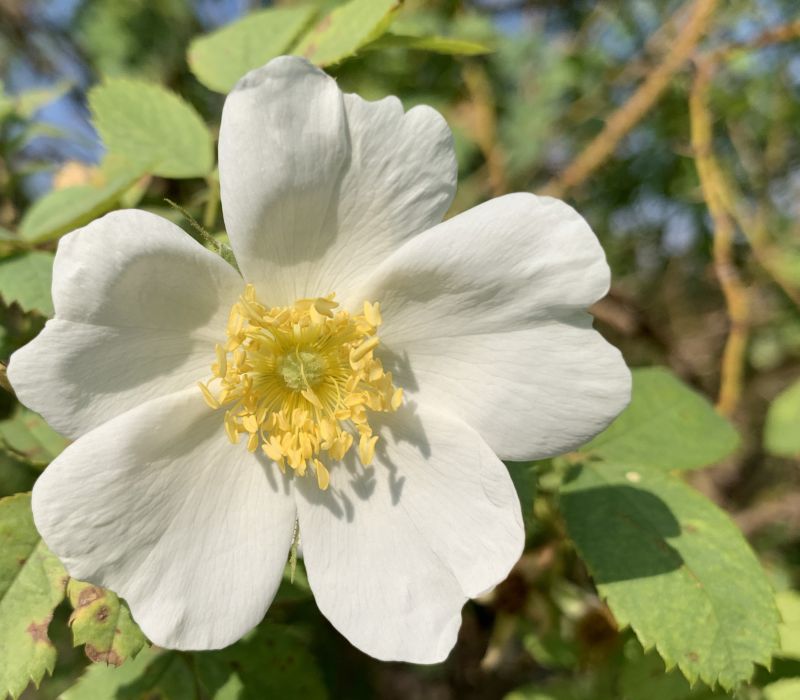 Rosa webbiana