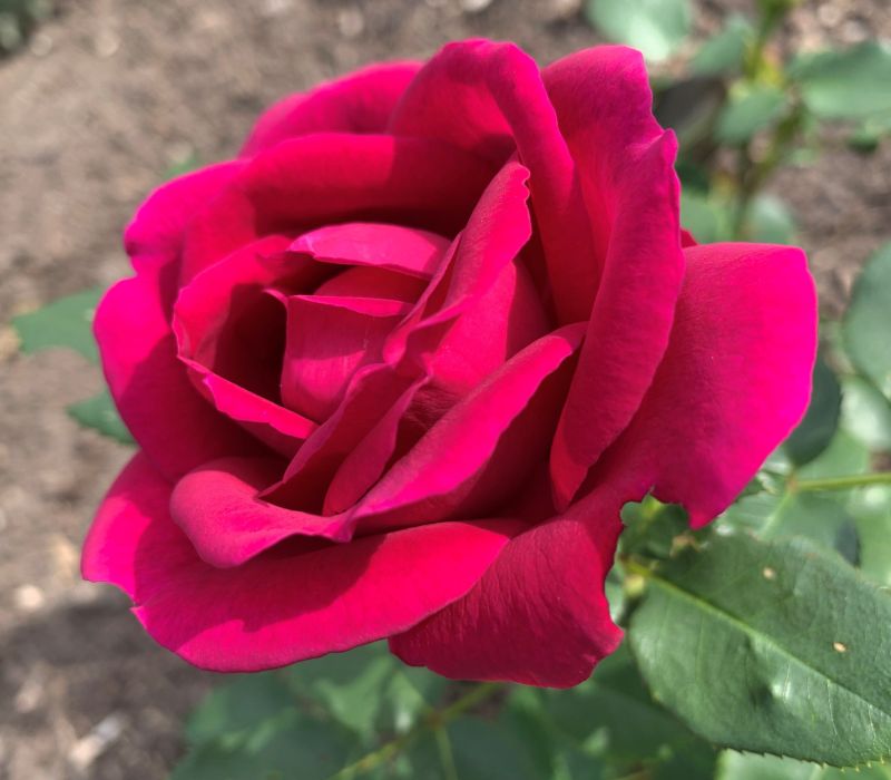 Rosa-Hybride 'Für Elise'