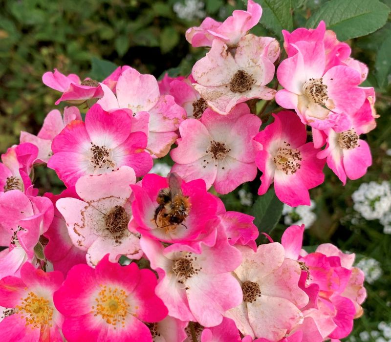 Rosa-Hybride 'Mozart'
