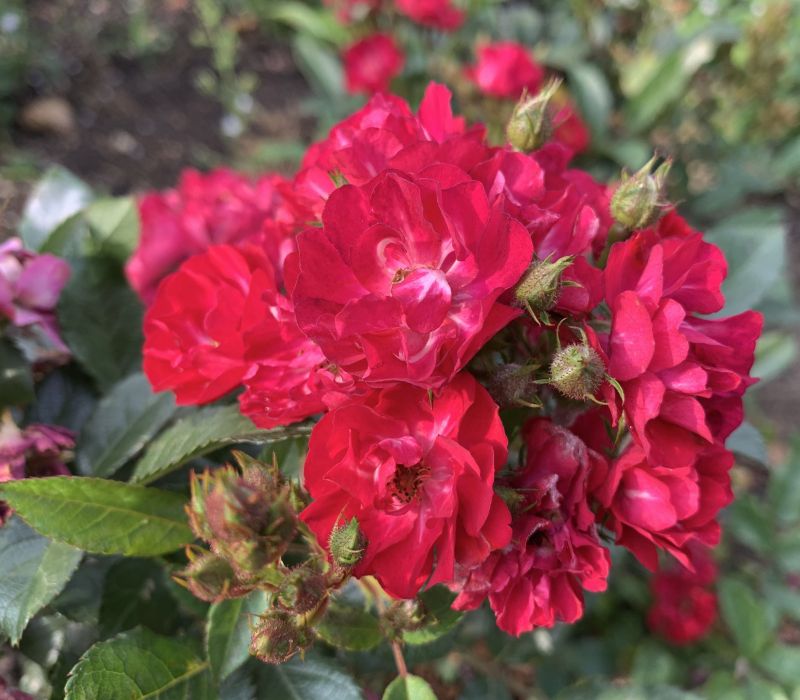 Rosa polyantha-Hybride 'Alberich'