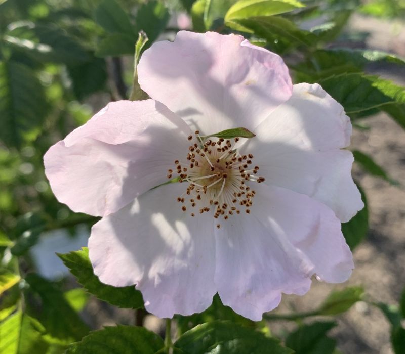 Rosa canina var. globularis