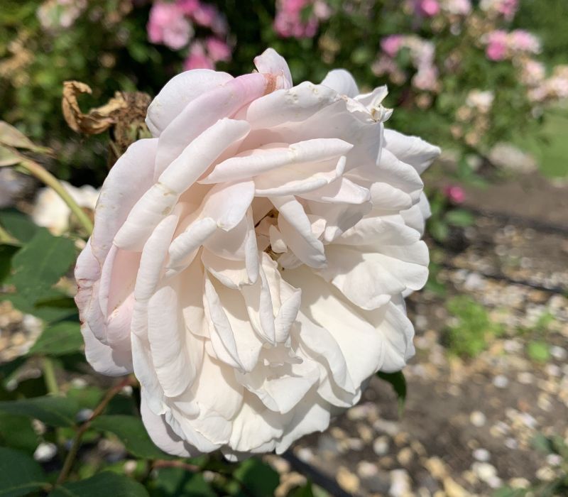 Rosa-Hybride 'Gruß an Aachen'