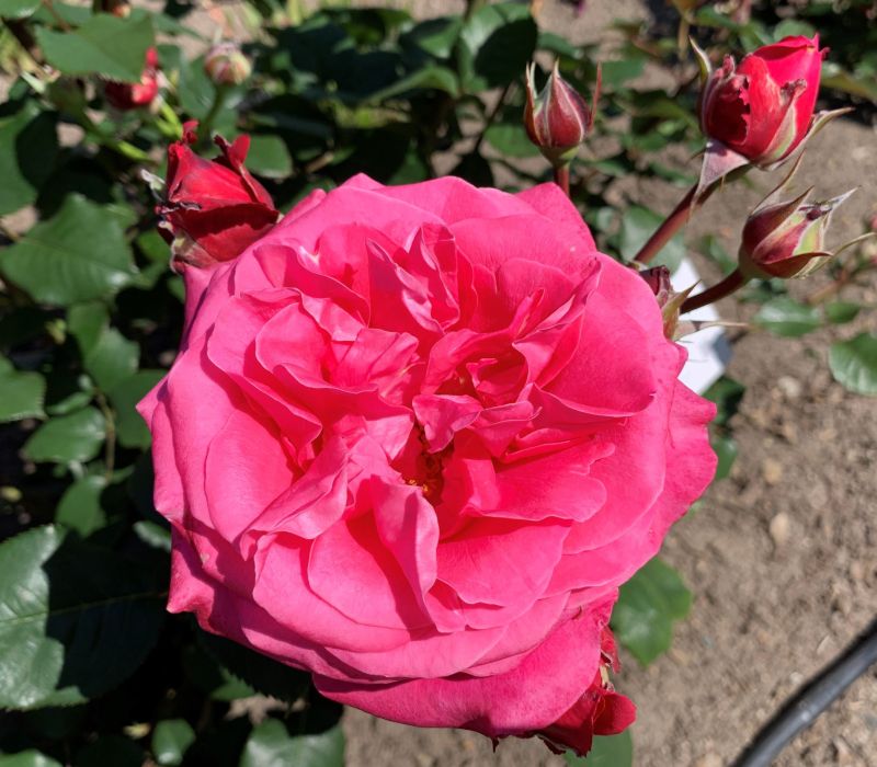 Rosa-Hybride 'Charisma'