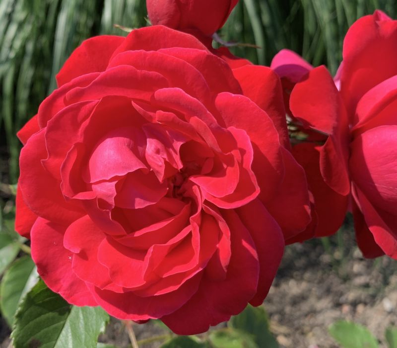 Rosa-Hybride 'Gruß an Heidelberg'