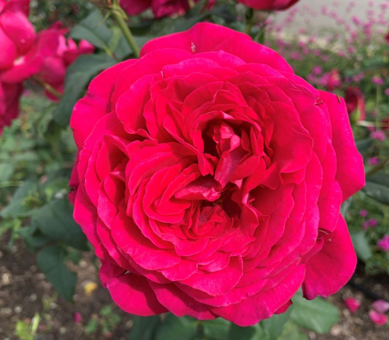 Rosa-Hybride 'J. W. von Goethe Rose'