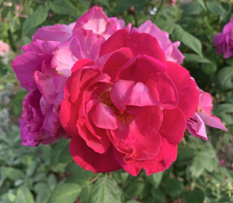 Rosa-Hybride 'Ulrich Brunner fils'