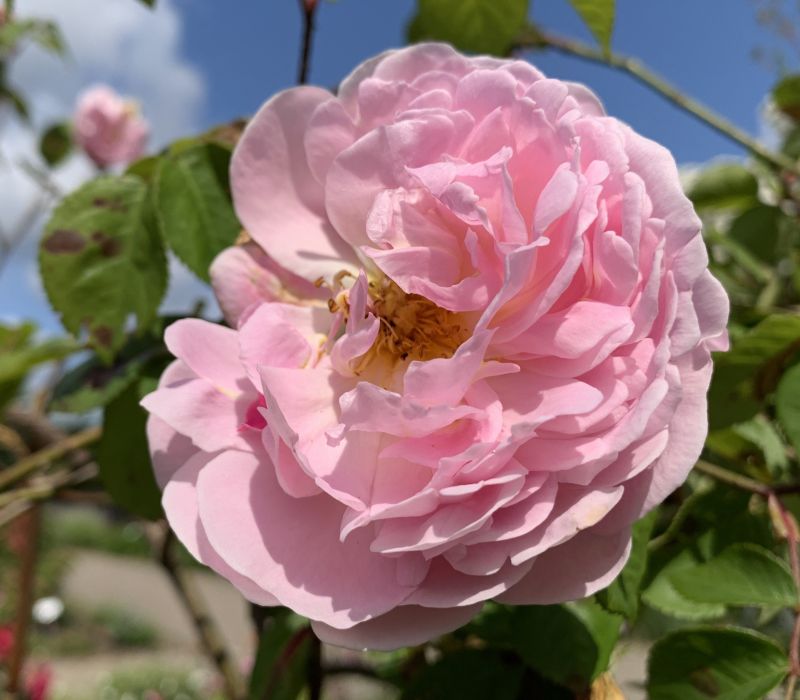 Rosa-Hybride 'Constanze Spry'