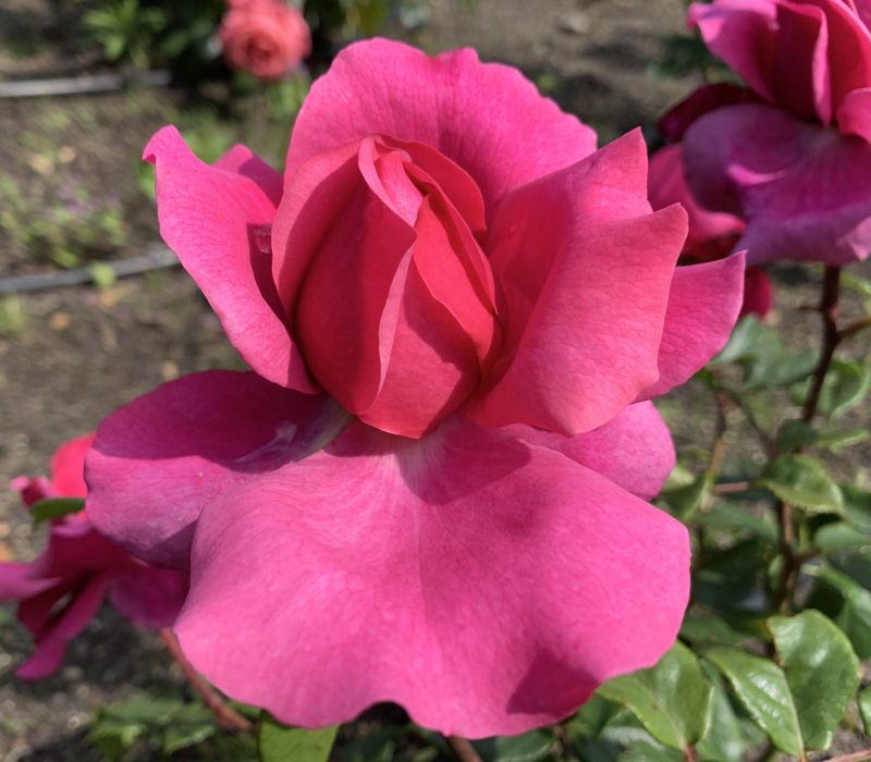 Rosa-Hybride 'Vierlanden Perle'
