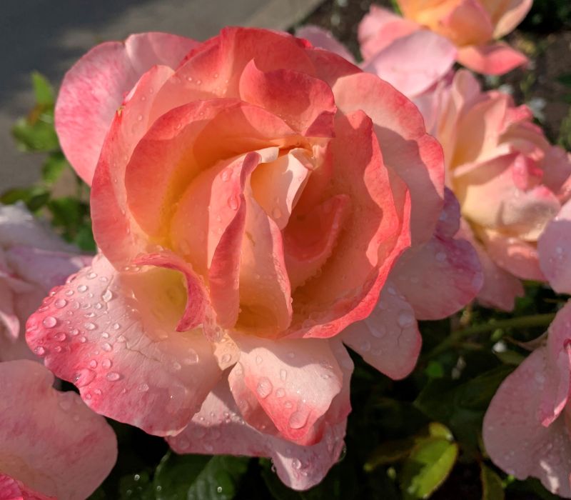 Rosa-Hybride 'Vendee Imperiale'
