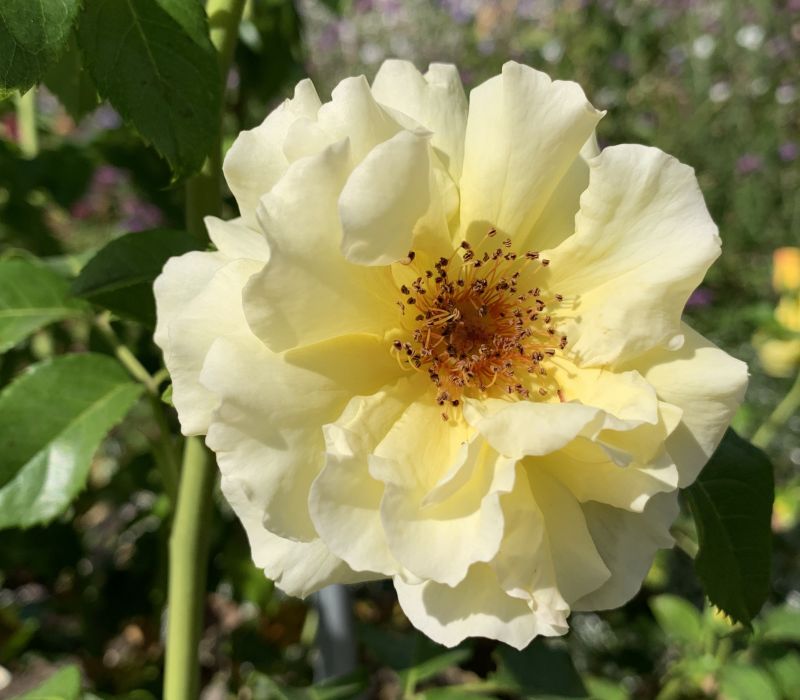 Rosa-Hybride 'Lichtkönigin Lucia'