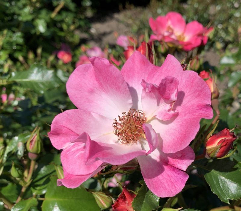 Rosa-Hybride 'Dolomiti'