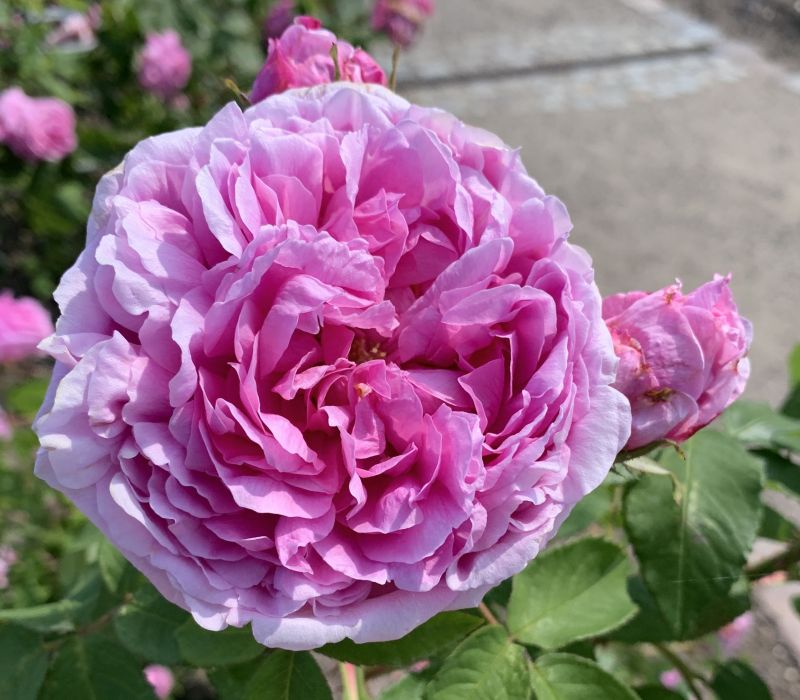 Rosa-Hybride 'La Reine'