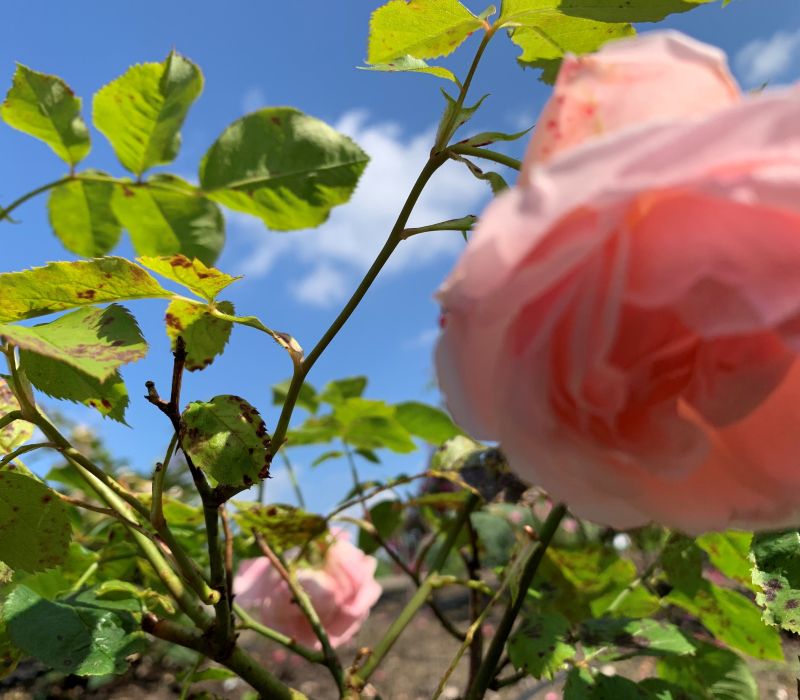 Rosa-Hybride 'Andenken an Alma de L' Aigle