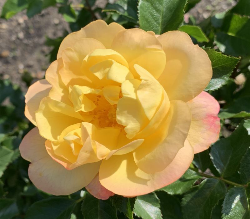 Rosa-Hybride 'Lampion'