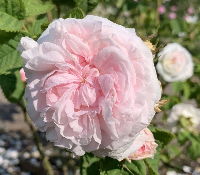 Rosa-Hybride 'Félicité Parmentier'
