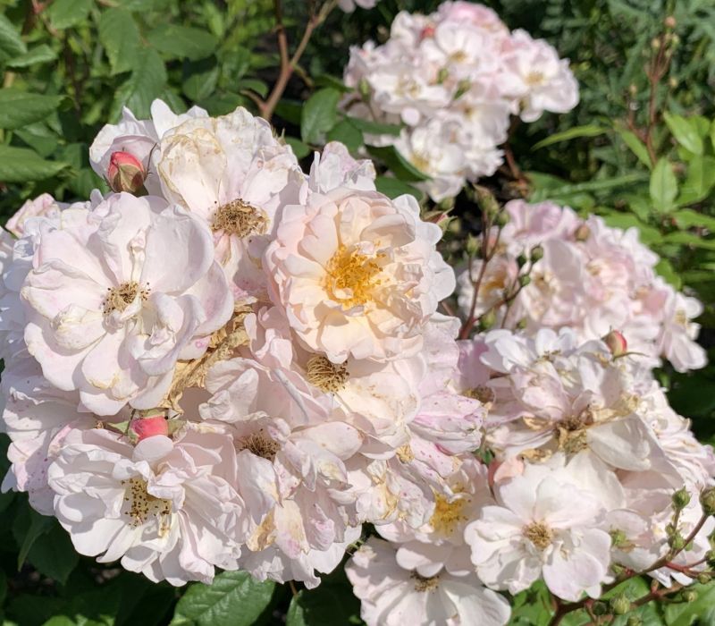 Rosa moschata-Hybride 'Jean Stephenne'
