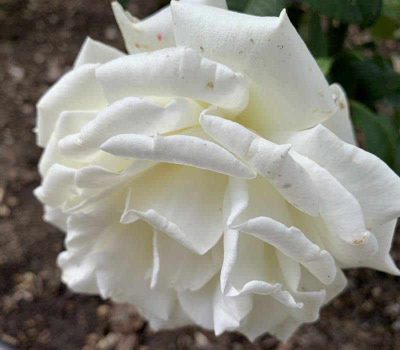 Rosa-Hybride 'Memoire'