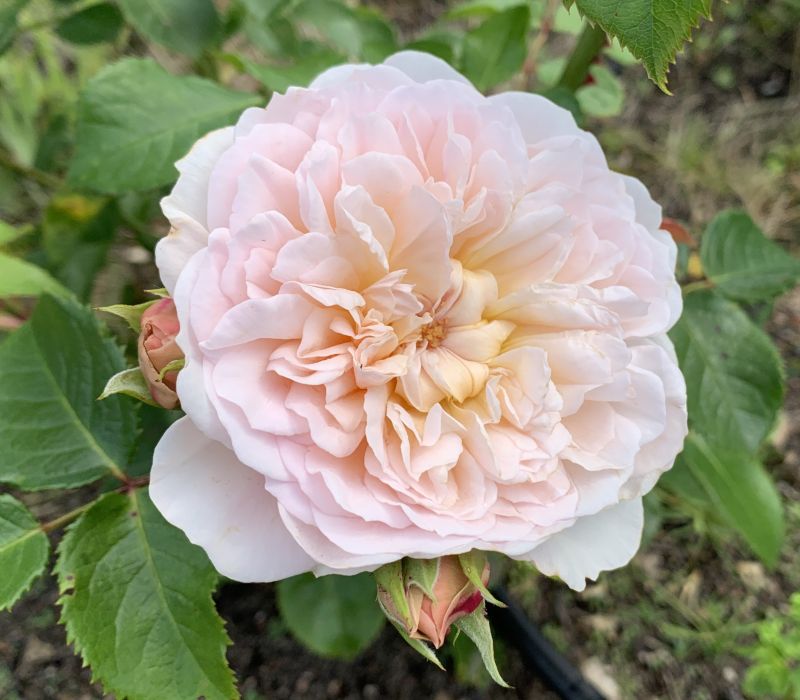 Rosa-Hybride 'Emily Bronté'