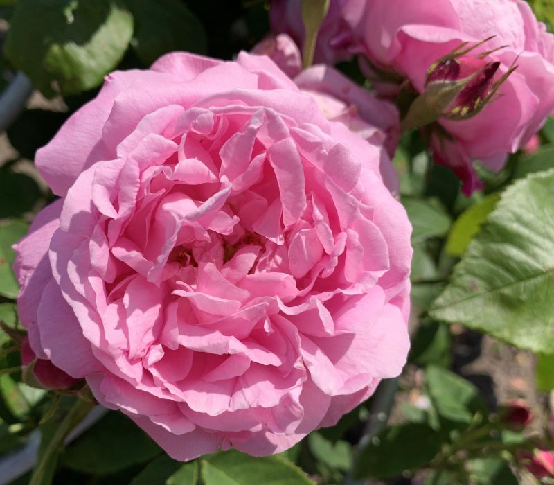 Rosa-Hybride 'La Noblesse'