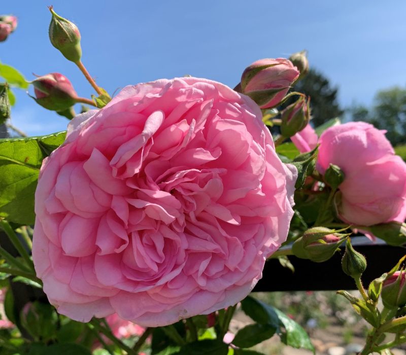 Rosa-Hybride 'Sweet Laguna'