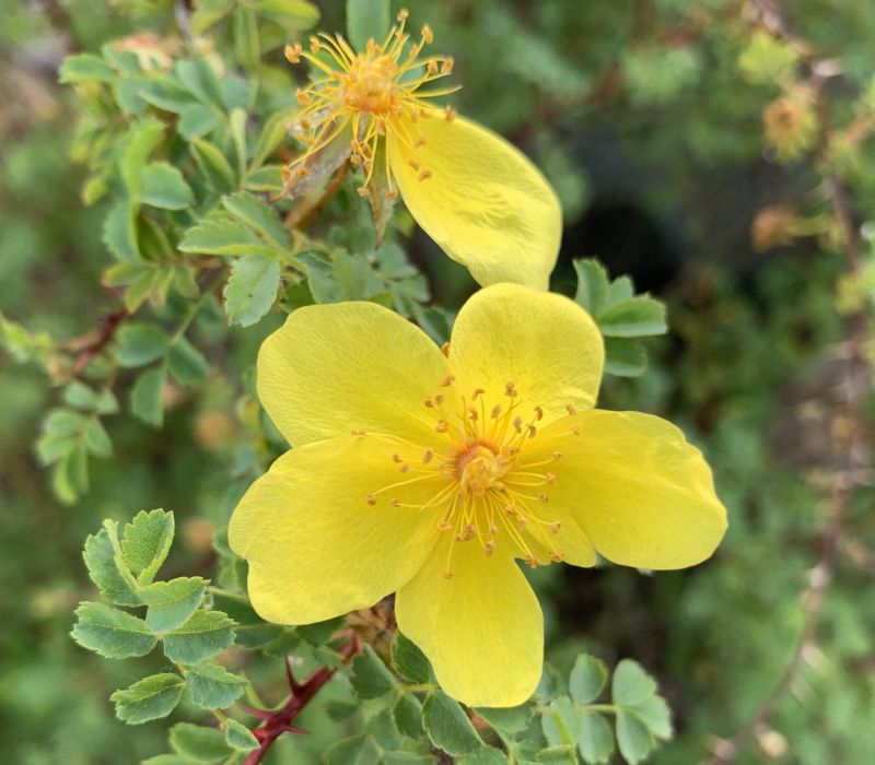 Rosa ecae Auslese