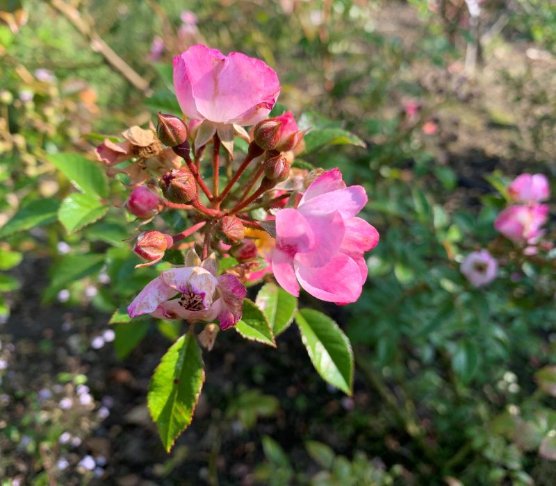 Rosa moschata-Hybride 'Bee Lovely'