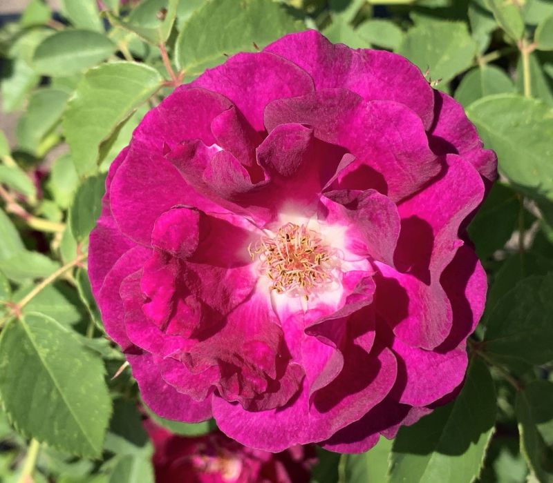 Rosa-Hybride 'Rosengarten Zweibrücken'