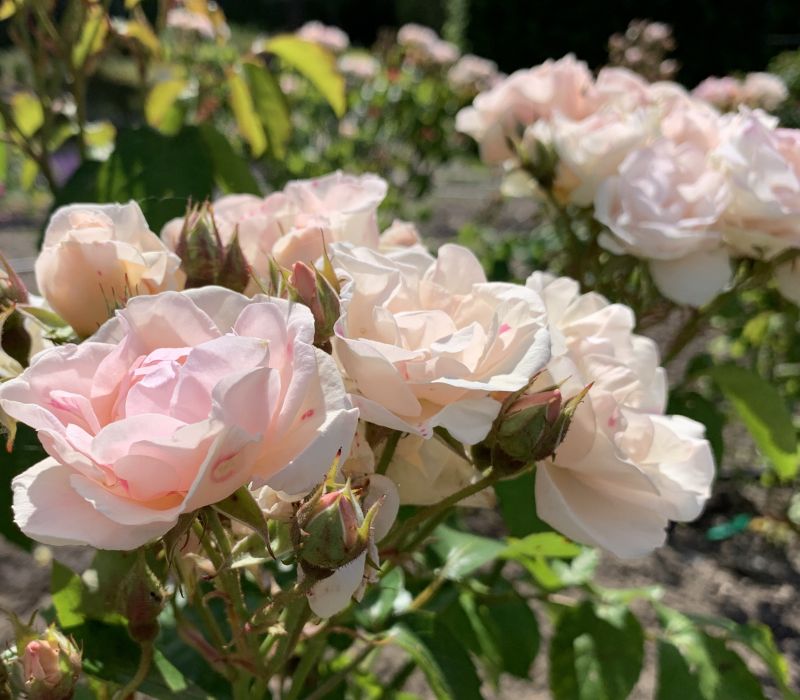 Rosa-Hybride 'Easy to cut'