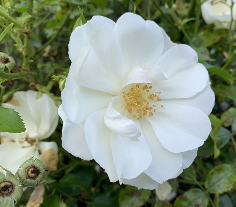 Rosa-Hybride 'Schneeflocke'
