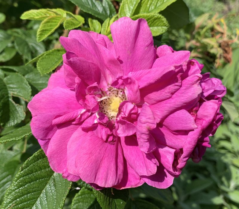Rosa rugosa 'Hansa'