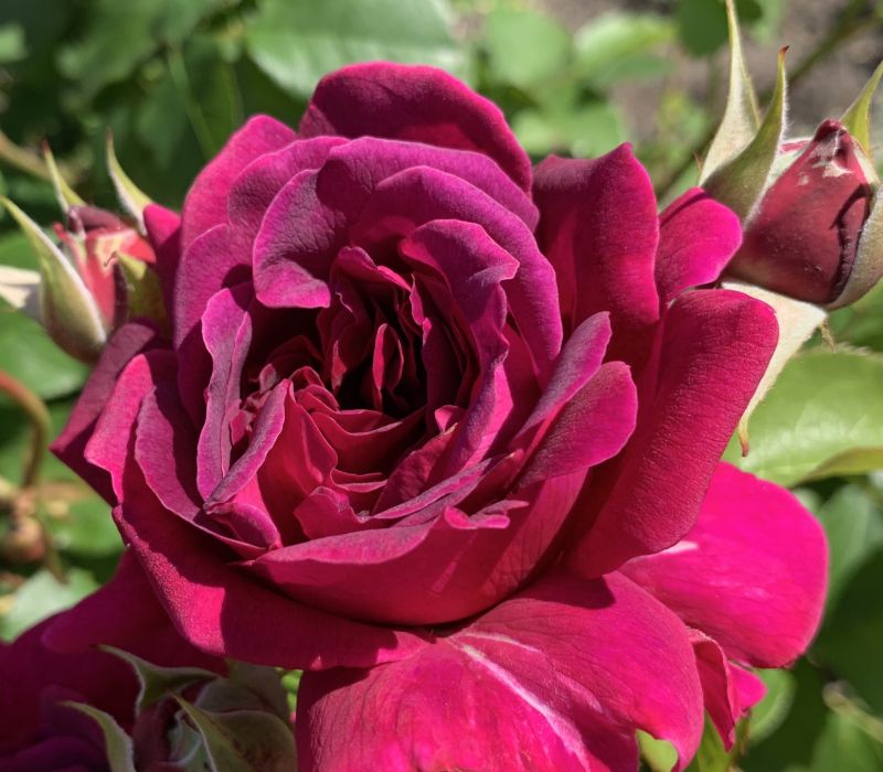 Rosa-Hybride 'William Shakespeare 2000'
