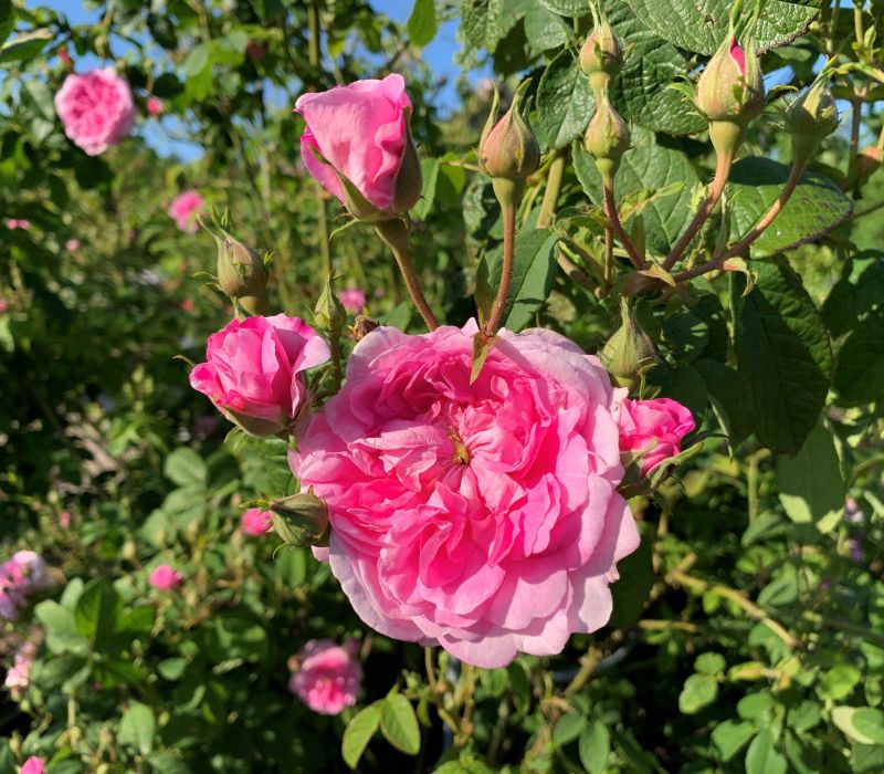 Rosa  damascena-Hybride 'Ispahan'