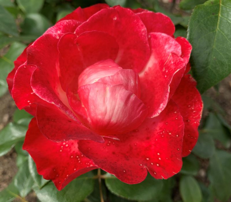 Rosa-Hybride 'Nostalgie'