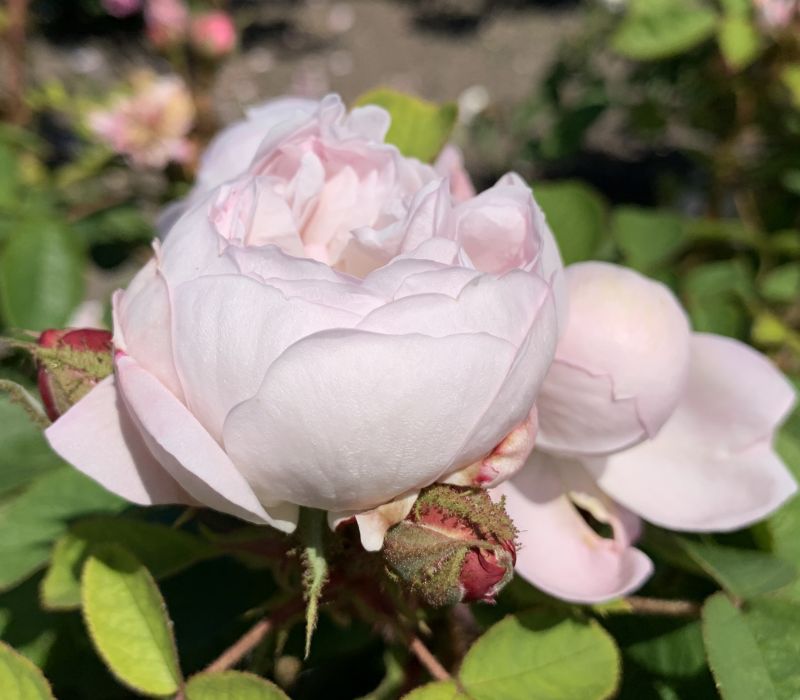 Rosa-Hybride 'Alfred de Dalmas'
