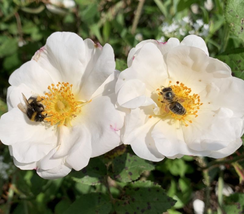 Rosa-Hybride 'Hebe's Lip'