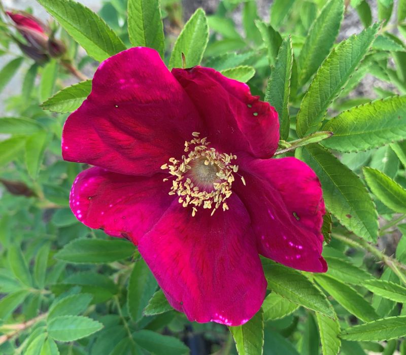 Rosa-Hybride 'Strandperle Amrum'