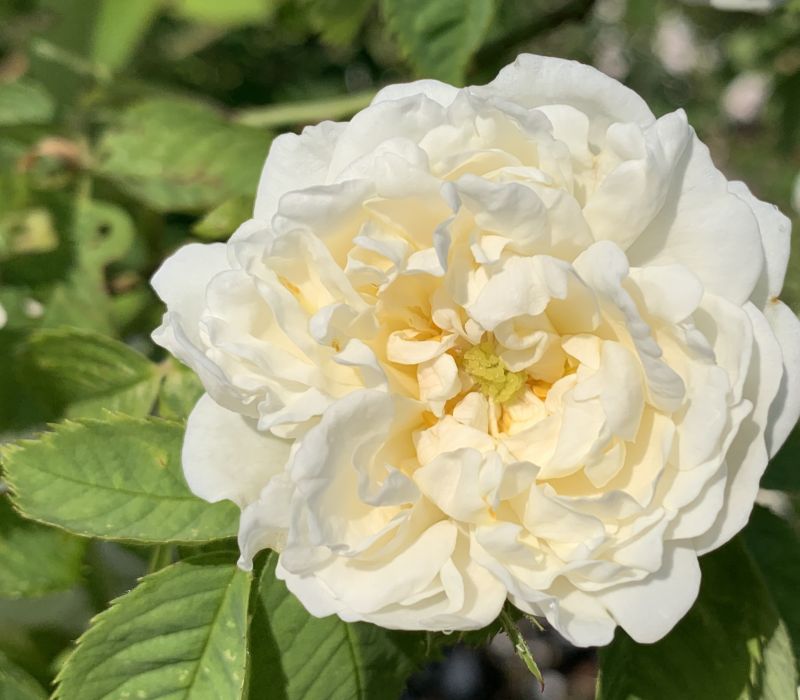 Rosa-Hybride 'Madame Plantier'