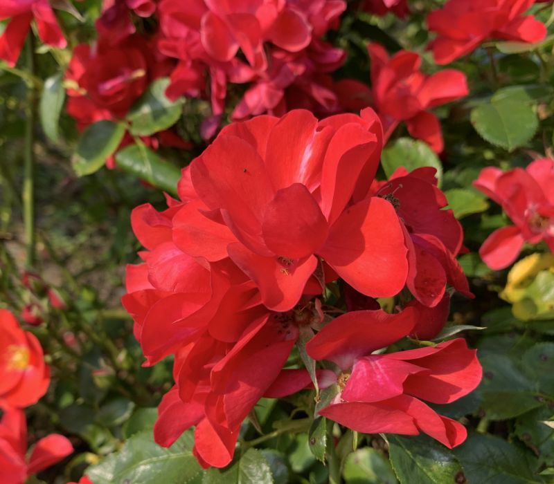 Rosa-Hybride 'Kesse Lippe'