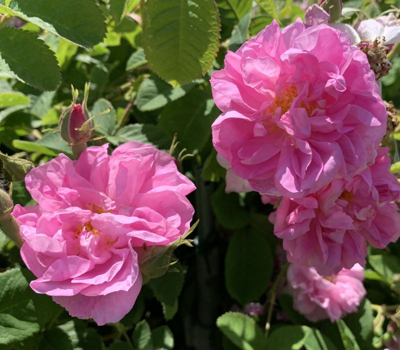 Rosa-Hybride 'York and Lancaster'