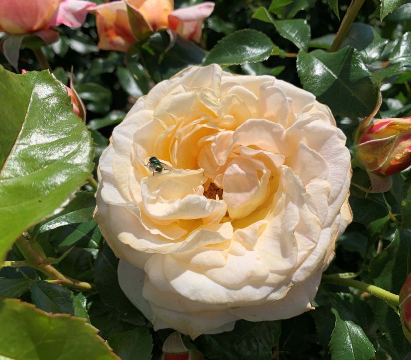 Rosa-Hybride 'Sirius'