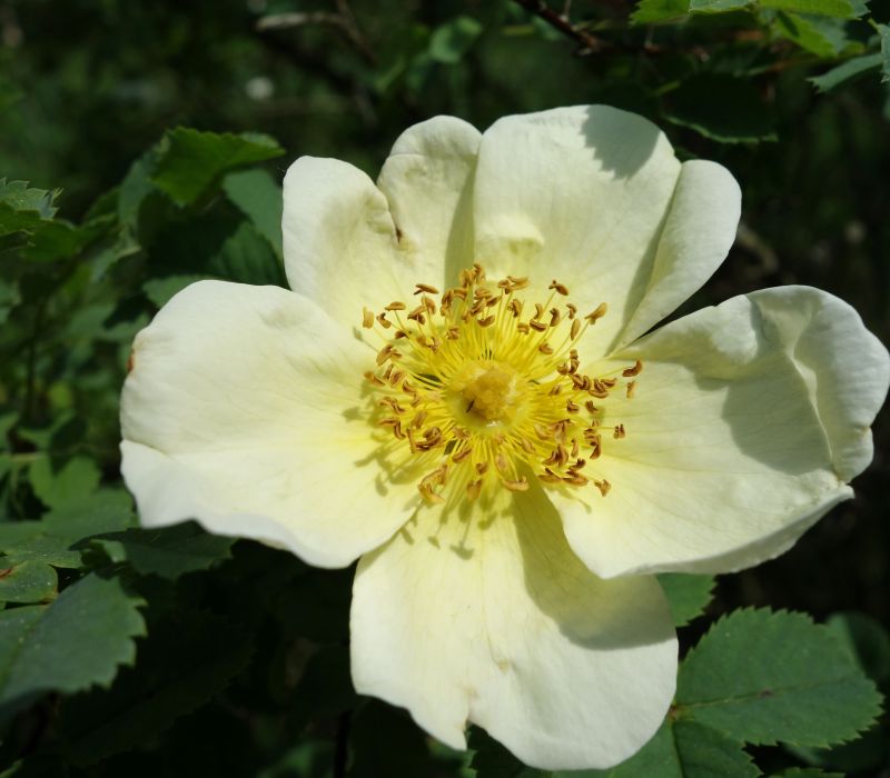 Rosa spinossisima