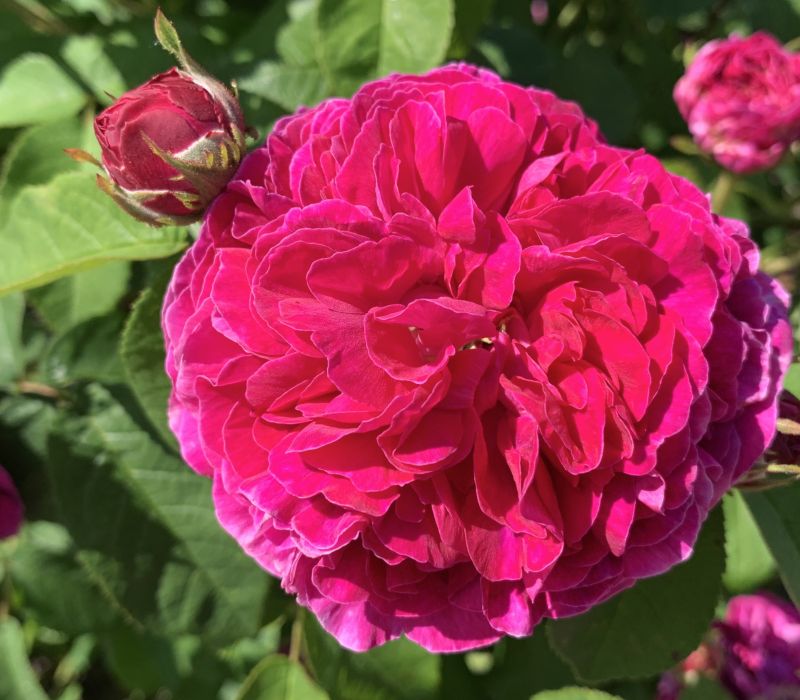 Rosa gallica-Hybride 'Kean'