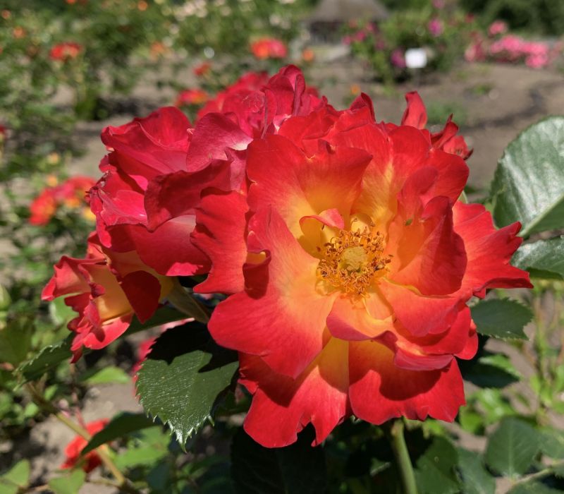 Rosa-Hybride 'Summer of Love'