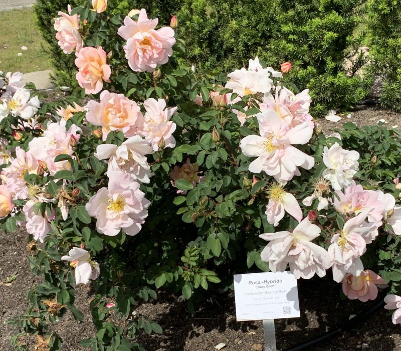 Rosa-Hybride 'Claus Groth'