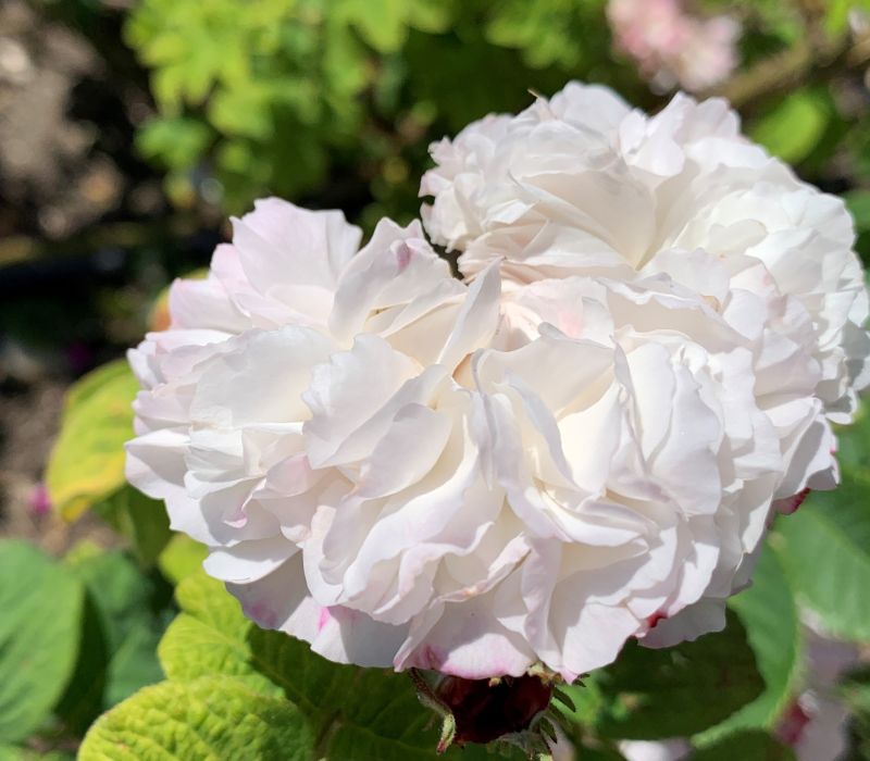 Rosa  damascena 'Leda'