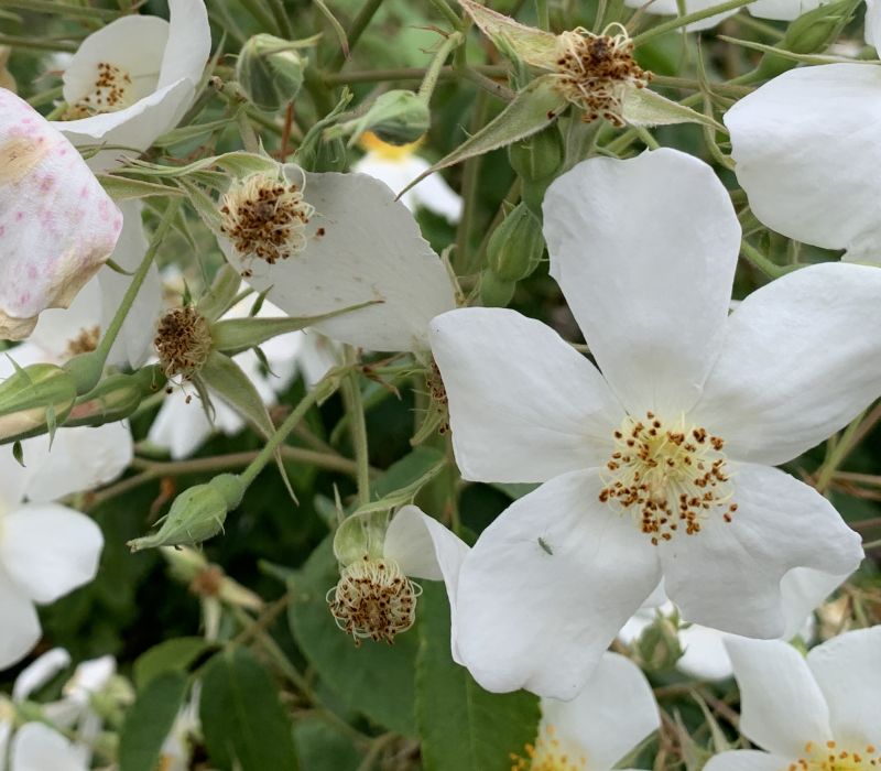 Rosa moschata